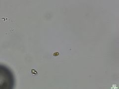 Cryptista