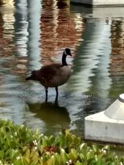 Branta canadensis