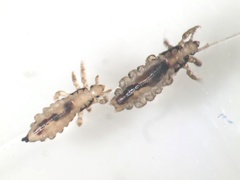 Pediculus humanus capitis