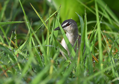 Hapalocrex flaviventer