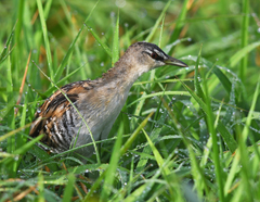 Hapalocrex flaviventer