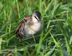 Hapalocrex flaviventer