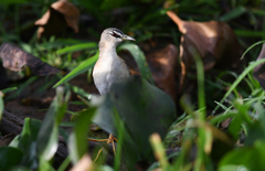 Hapalocrex flaviventer