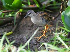 Hapalocrex flaviventer