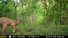 Odocoileus virginianus tropicalis