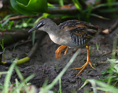 Hapalocrex flaviventer