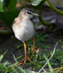 Hapalocrex flaviventer