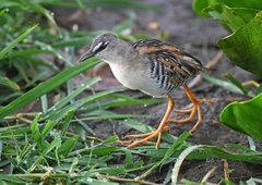 Hapalocrex flaviventer