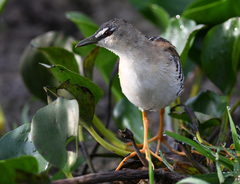 Hapalocrex flaviventer