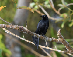 Quiscalus nicaraguensis