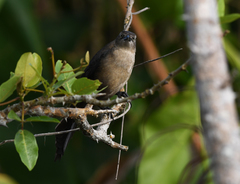 Quiscalus nicaraguensis