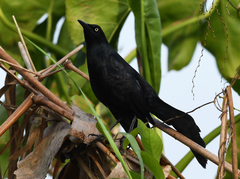 Quiscalus nicaraguensis