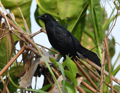 Quiscalus nicaraguensis