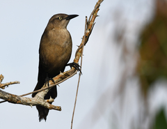 Quiscalus nicaraguensis