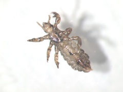 Pediculus humanus capitis