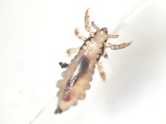 Pediculus humanus capitis