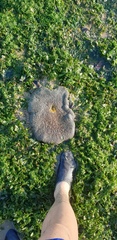 Stichodactyla