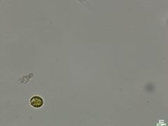 Cryptista