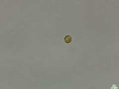 Cryptista