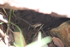 Diporiphora