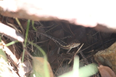 Diporiphora