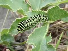 Papilio machaon hippocrates