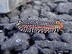 Cerace xanthocosma