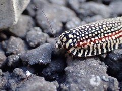 Cerace xanthocosma