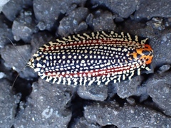 Cerace xanthocosma
