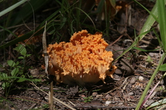 Ramaria capitata ochraceosalmonicolor