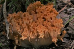 Ramaria capitata ochraceosalmonicolor
