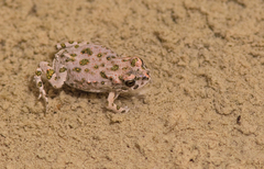 Bufotes viridis sitibundus
