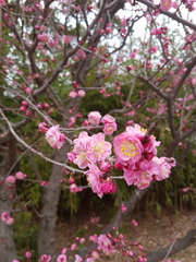 Prunus