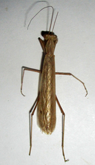 Chroicopteridae