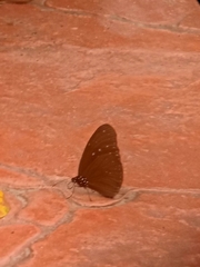 Euploea mulciber mulciber