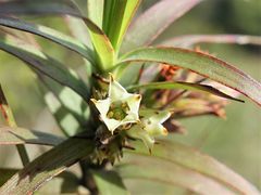 Dracophyllum sinclairii