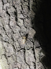 Yezoterpnosia obscura