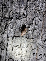 Yezoterpnosia obscura