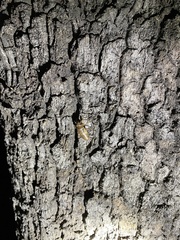 Yezoterpnosia obscura