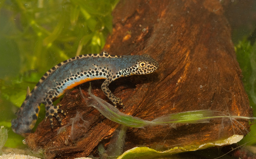 Alpine Newt
