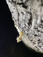 Yezoterpnosia obscura