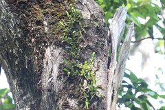 Bulbophyllum newportii