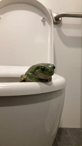 Green Tree Frog, Queensland, AU, photo 3 of 10