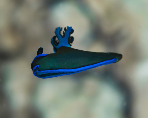 Gloomy Nudibranch