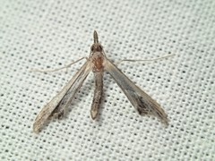 Tineodes adactylalis