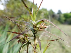 Dracophyllum sinclairii