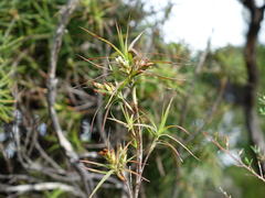 Dracophyllum sinclairii