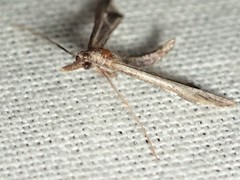 Tineodes adactylalis