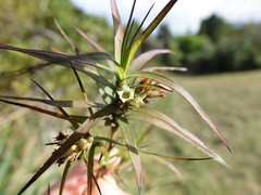 Dracophyllum sinclairii
