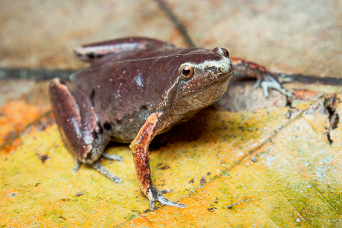 Bassler's Humming Frog